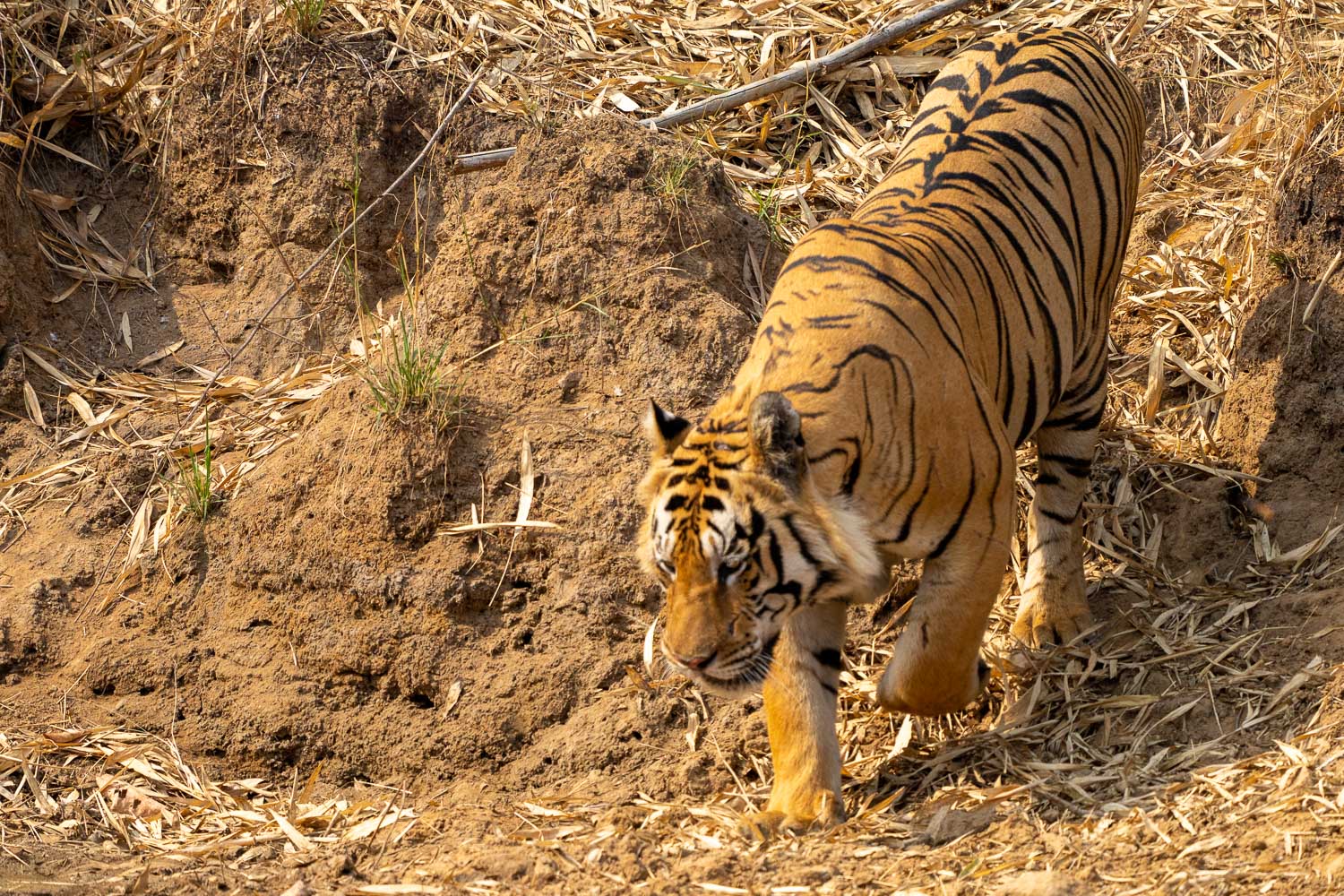 Fotosafari-Indien-Tierfotografie-9