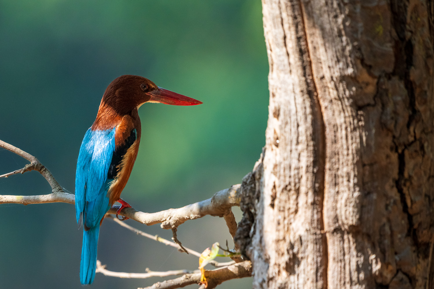 Fotosafari-Indien-Tierfotografie