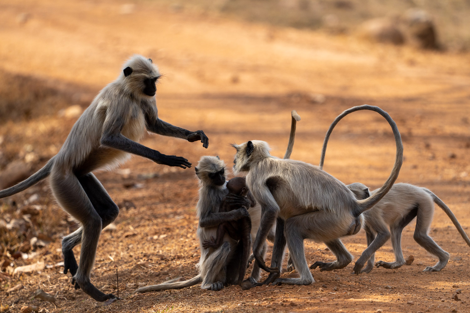 Fotoworkshop-Indien-Tadoba-2