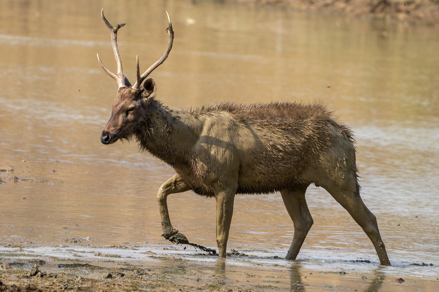 Fotoworkshop-Indien-Tadoba-3