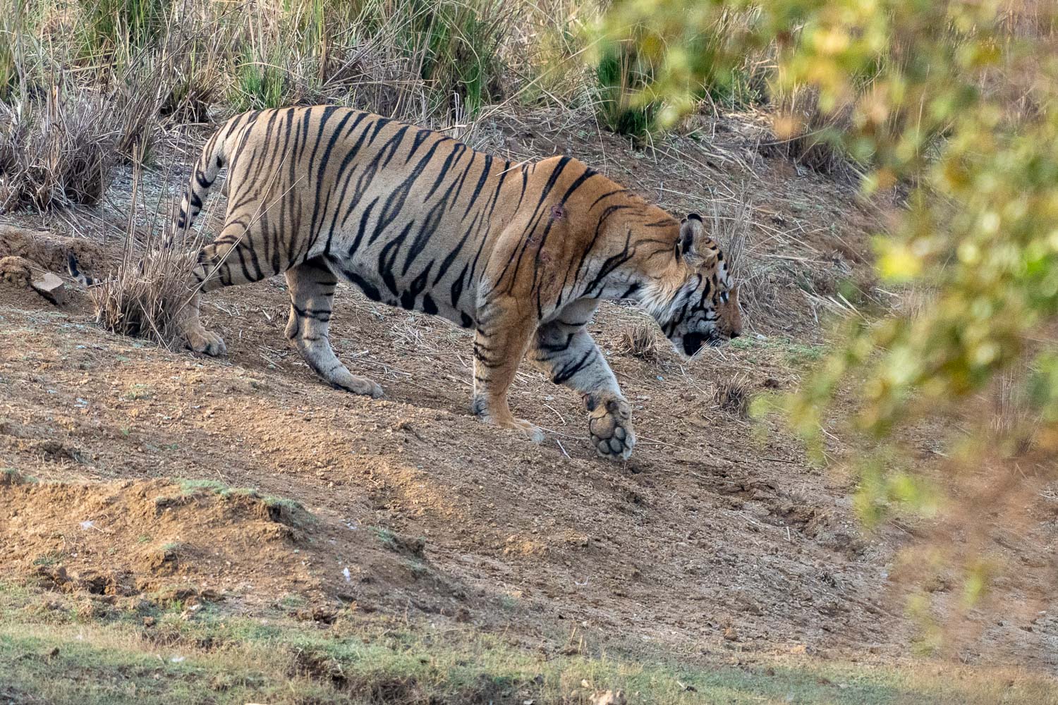 Fotoworkshop-Indien-Tadoba-4
