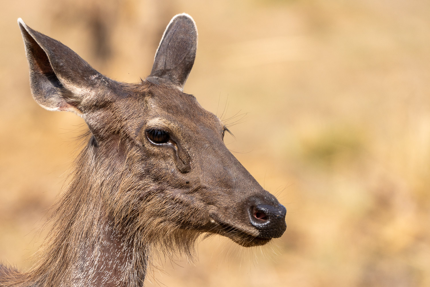Fotoworkshop-Indien-Tadoba-5