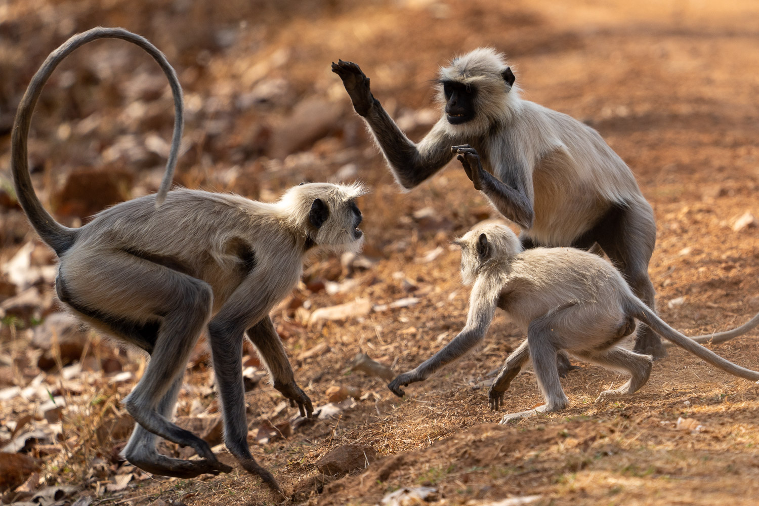 Fotoworkshop-Indien-Tadoba-6
