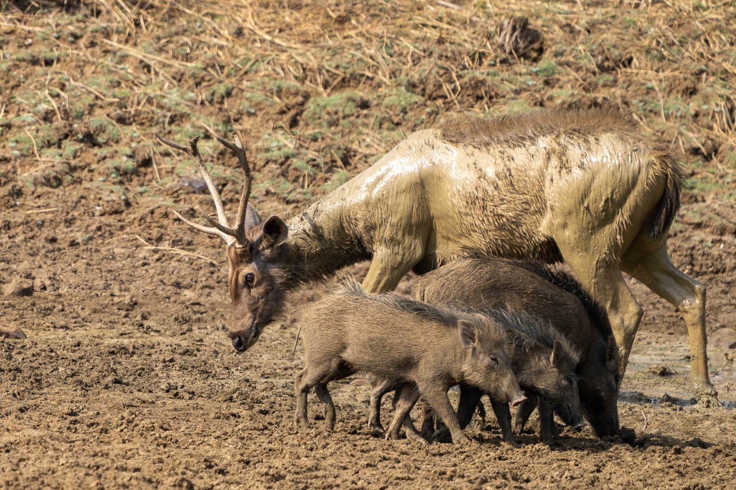 Fotoworkshop-Indien-Tadoba-7