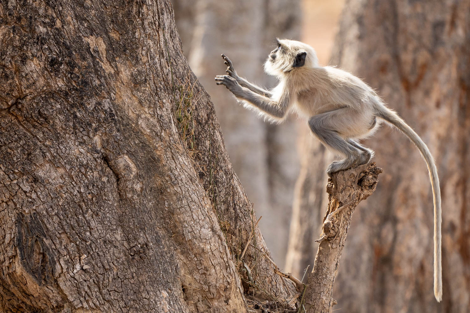 Fotoworkshop-Indien-Tadoba-8