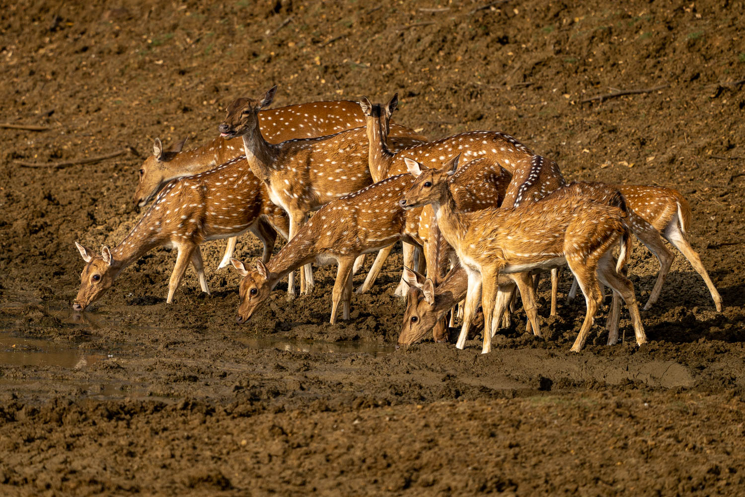 Naturfotografie-Indien-Fotoreise-10