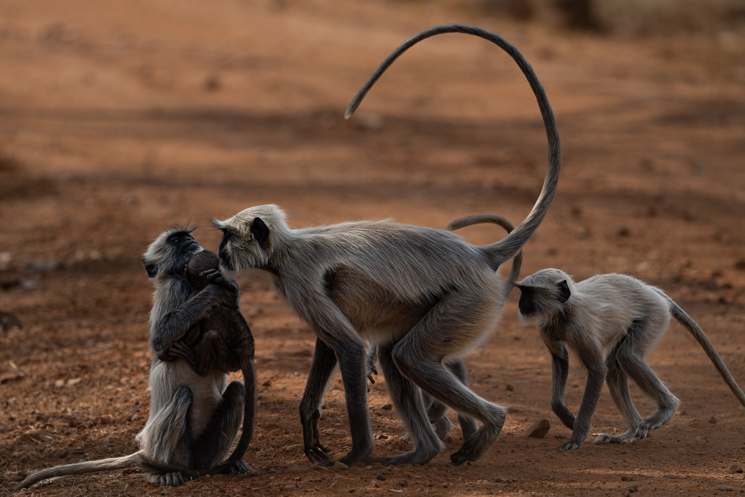 Naturfotografie-Indien-Fotoreise-11