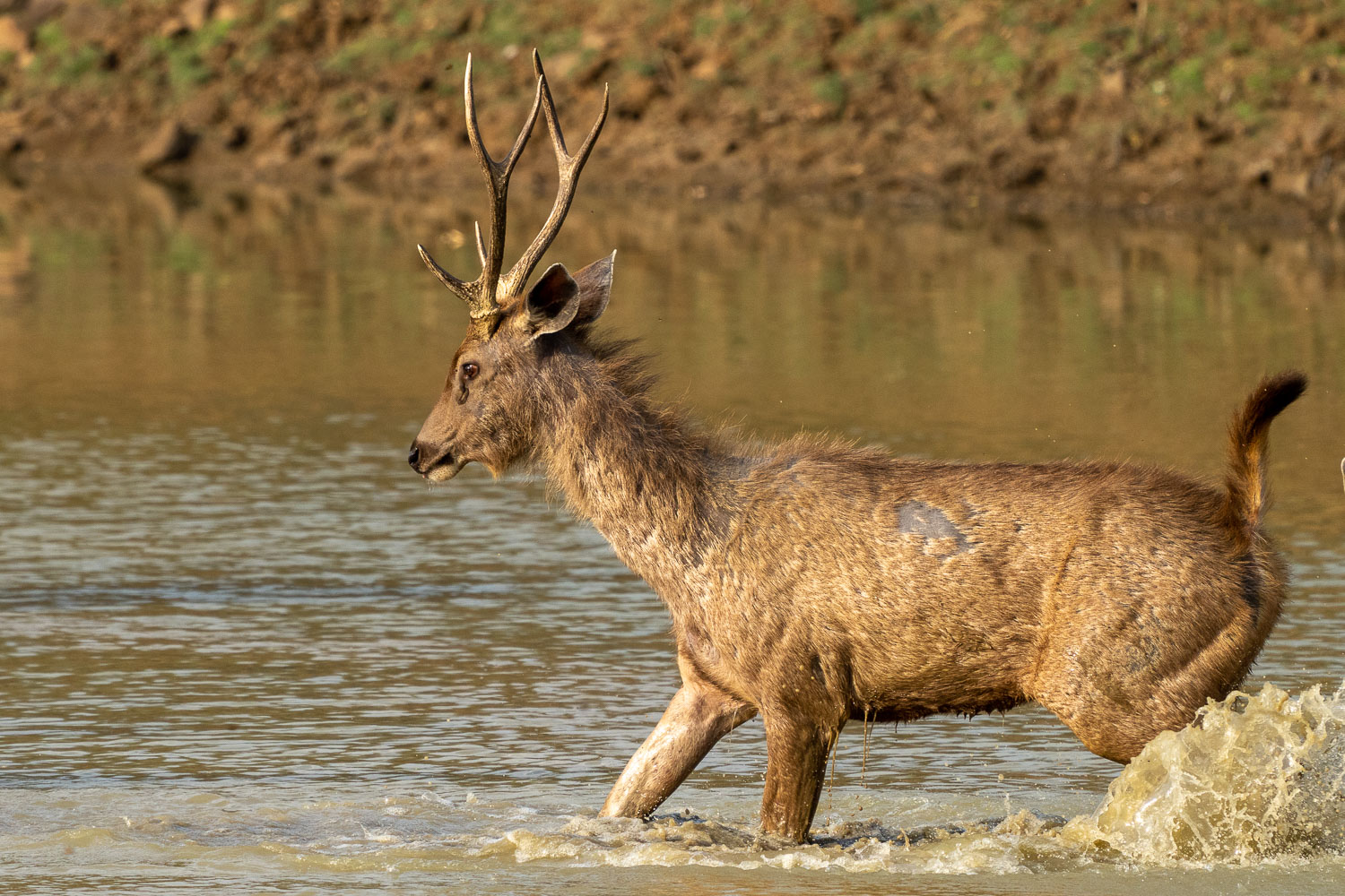 Naturfotografie-Indien-Fotoreise-12