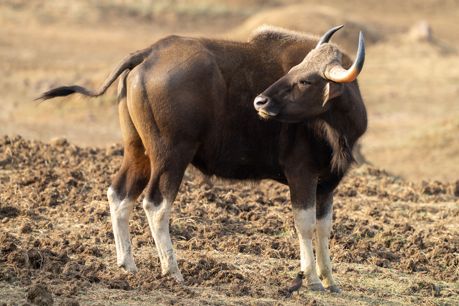 Naturfotografie-Indien-Fotoreise-13
