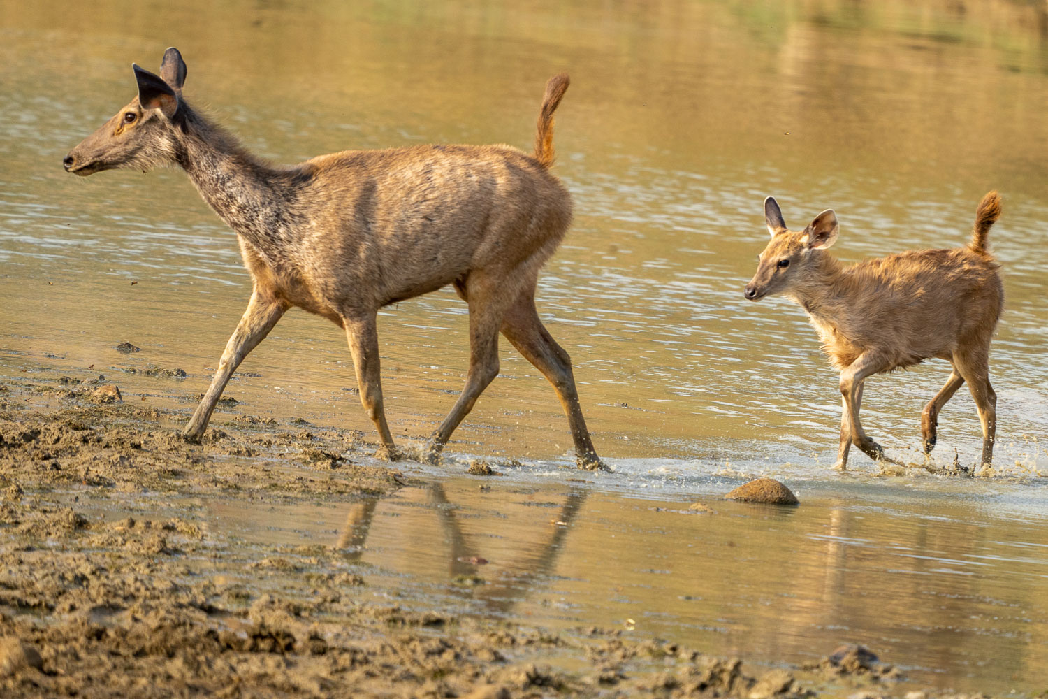 Naturfotografie-Indien-Fotoreise-14