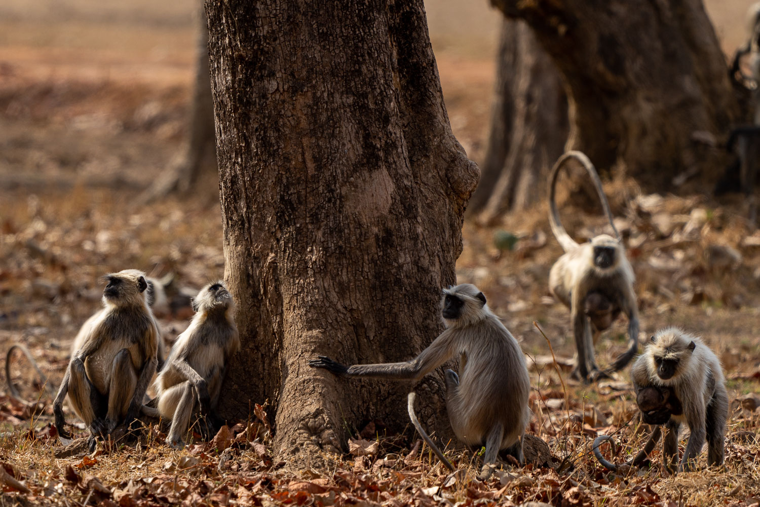 Naturfotografie-Indien-Fotoreise-15