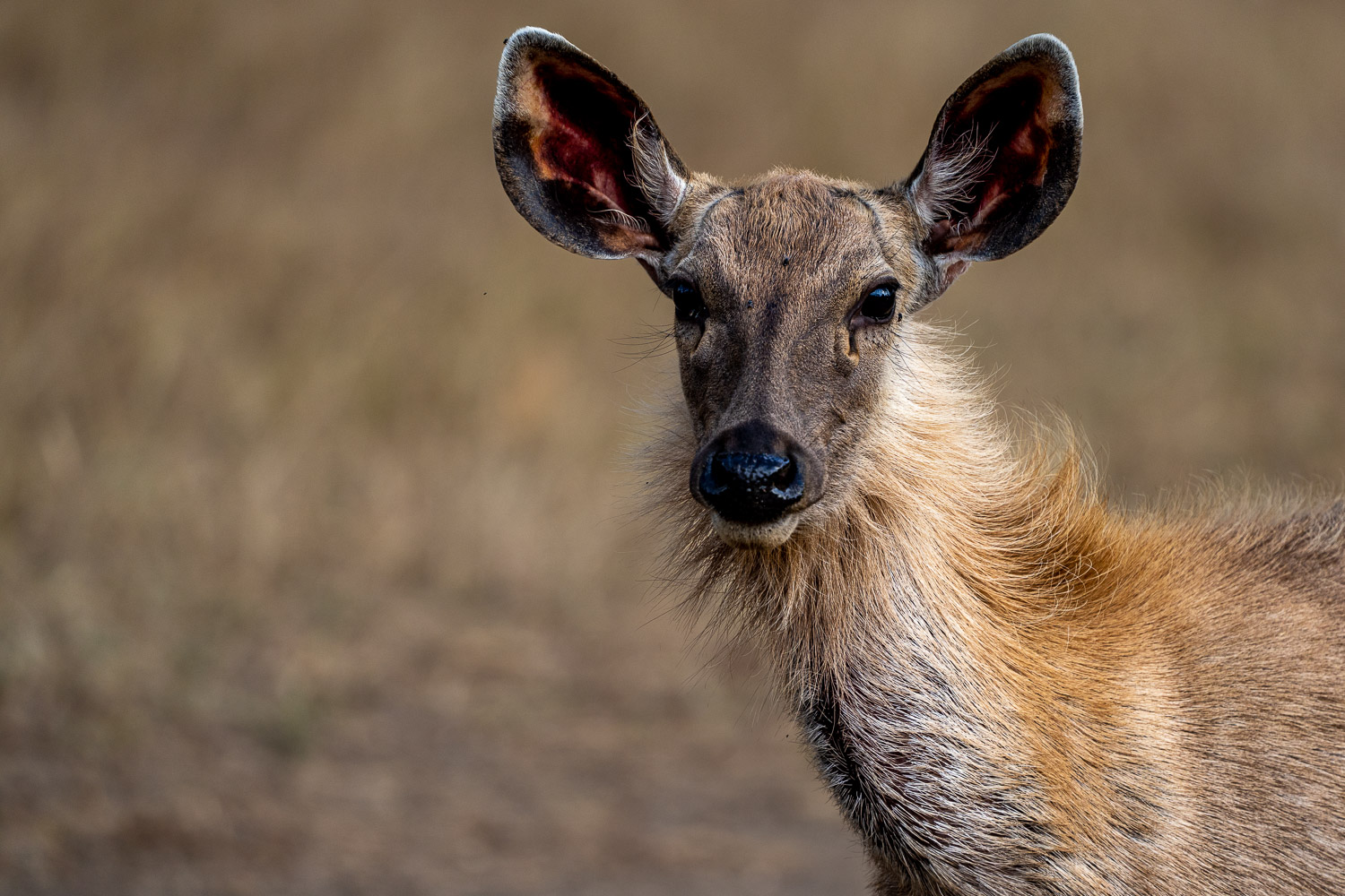 Naturfotografie-Indien-Fotoreise-16