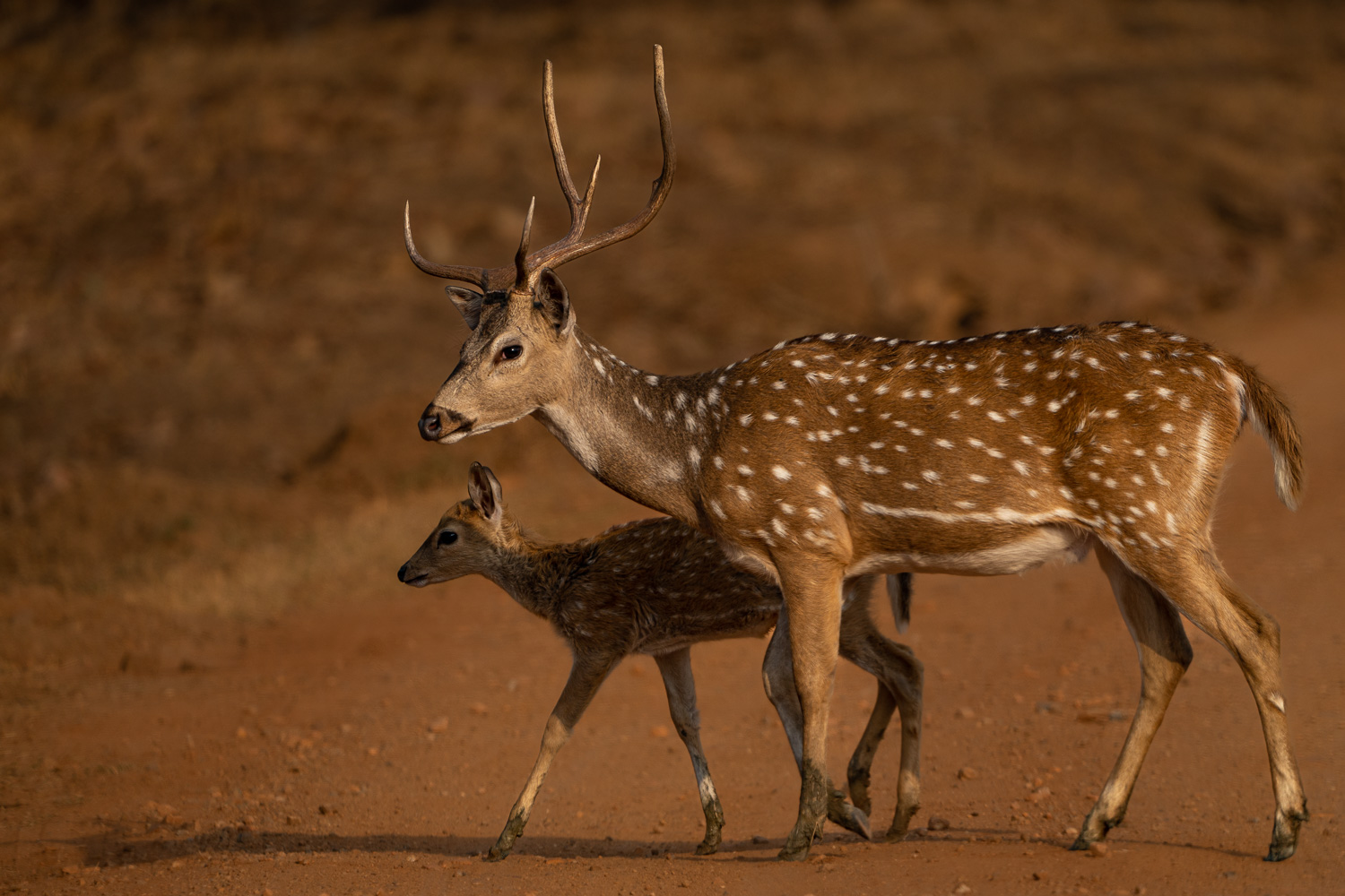 Naturfotografie-Indien-Fotoreise-17