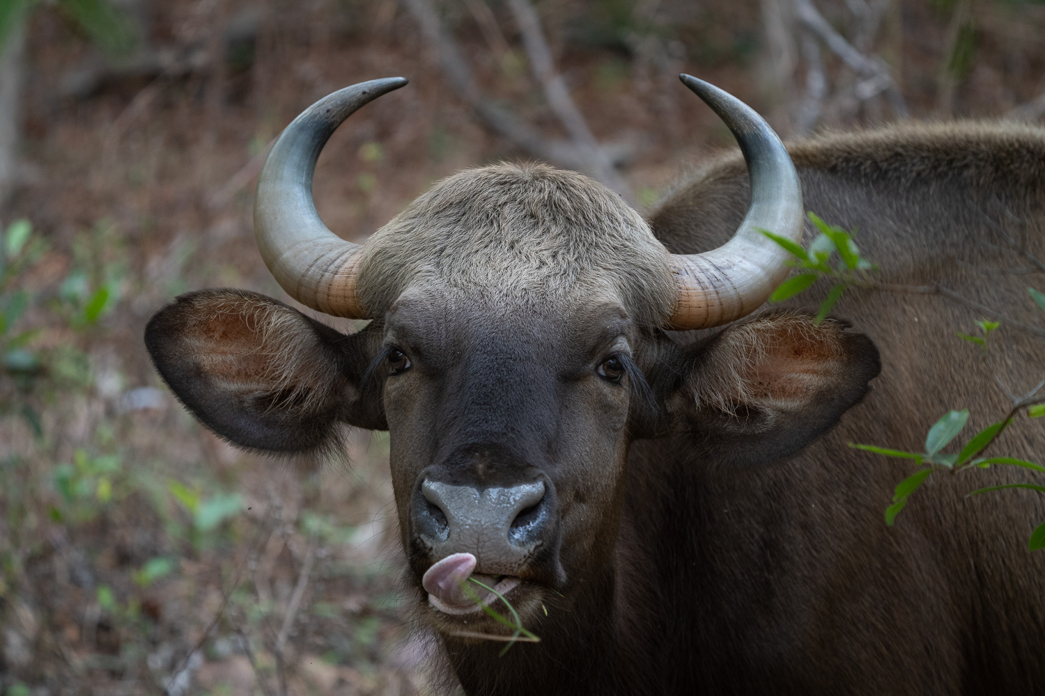 Naturfotografie-Indien-Fotoreise-19