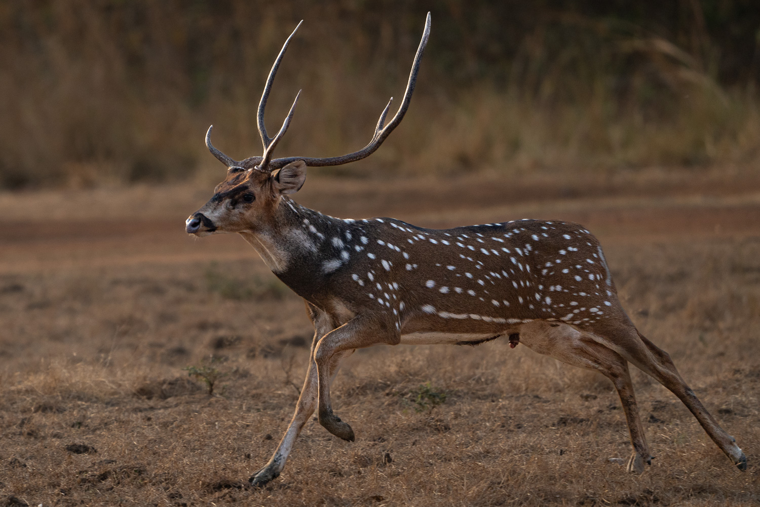 Naturfotografie-Indien-Fotoreise-2