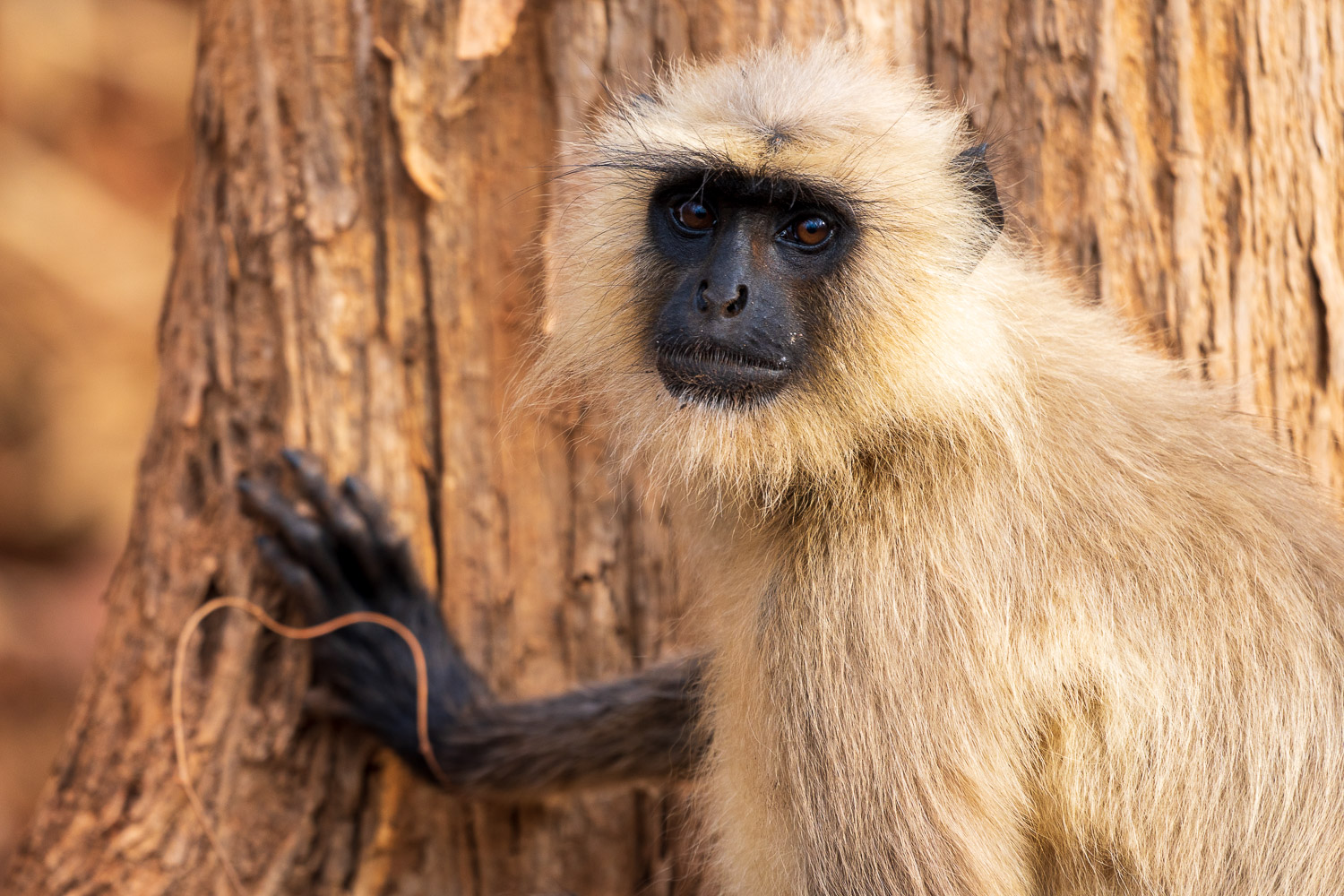 Naturfotografie-Indien-Fotoreise-24