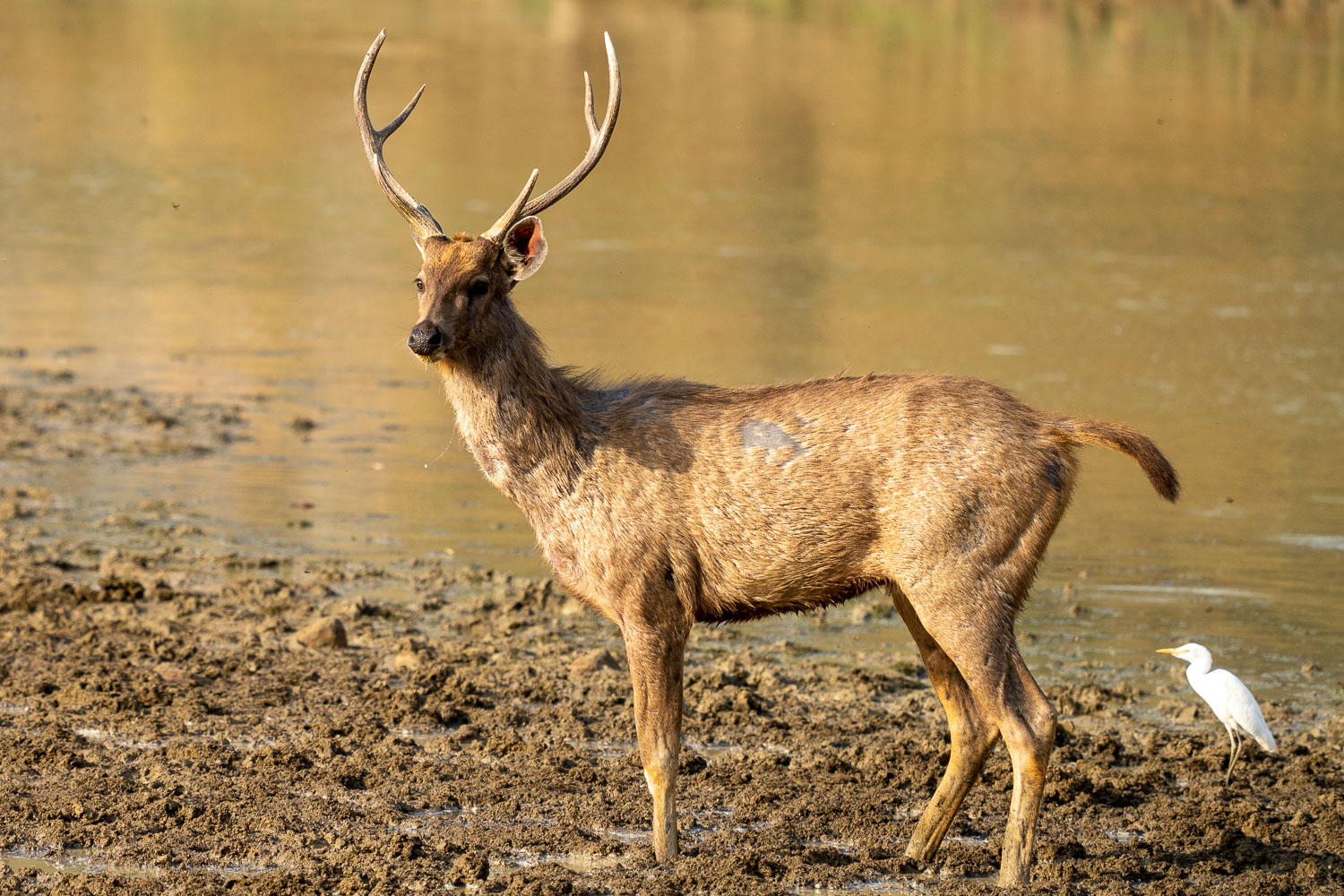 Naturfotografie-Indien-Fotoreise-25