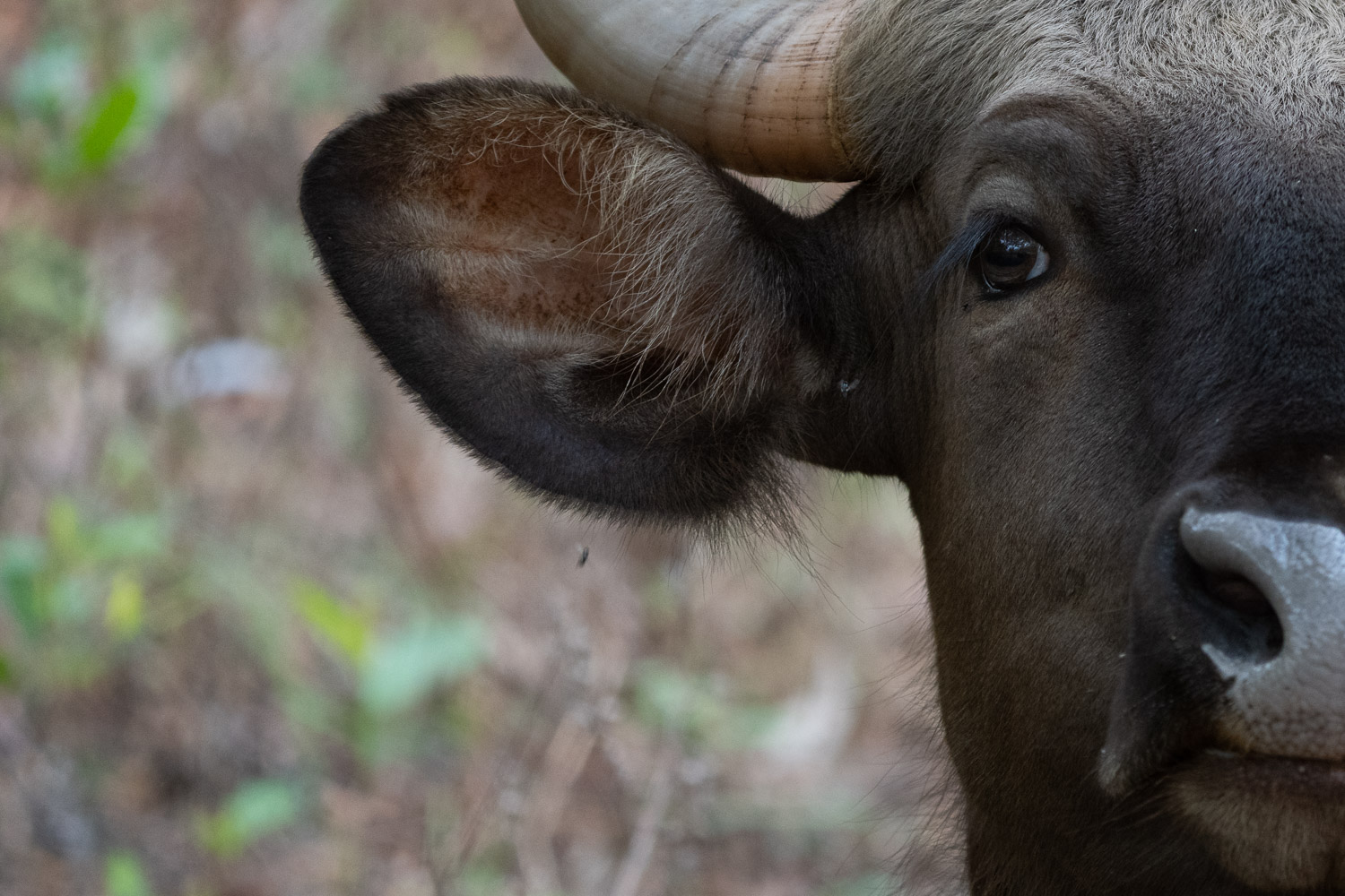 Naturfotografie-Indien-Fotoreise-26