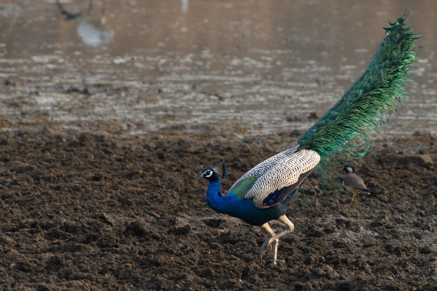 Naturfotografie-Indien-Fotoreise-3