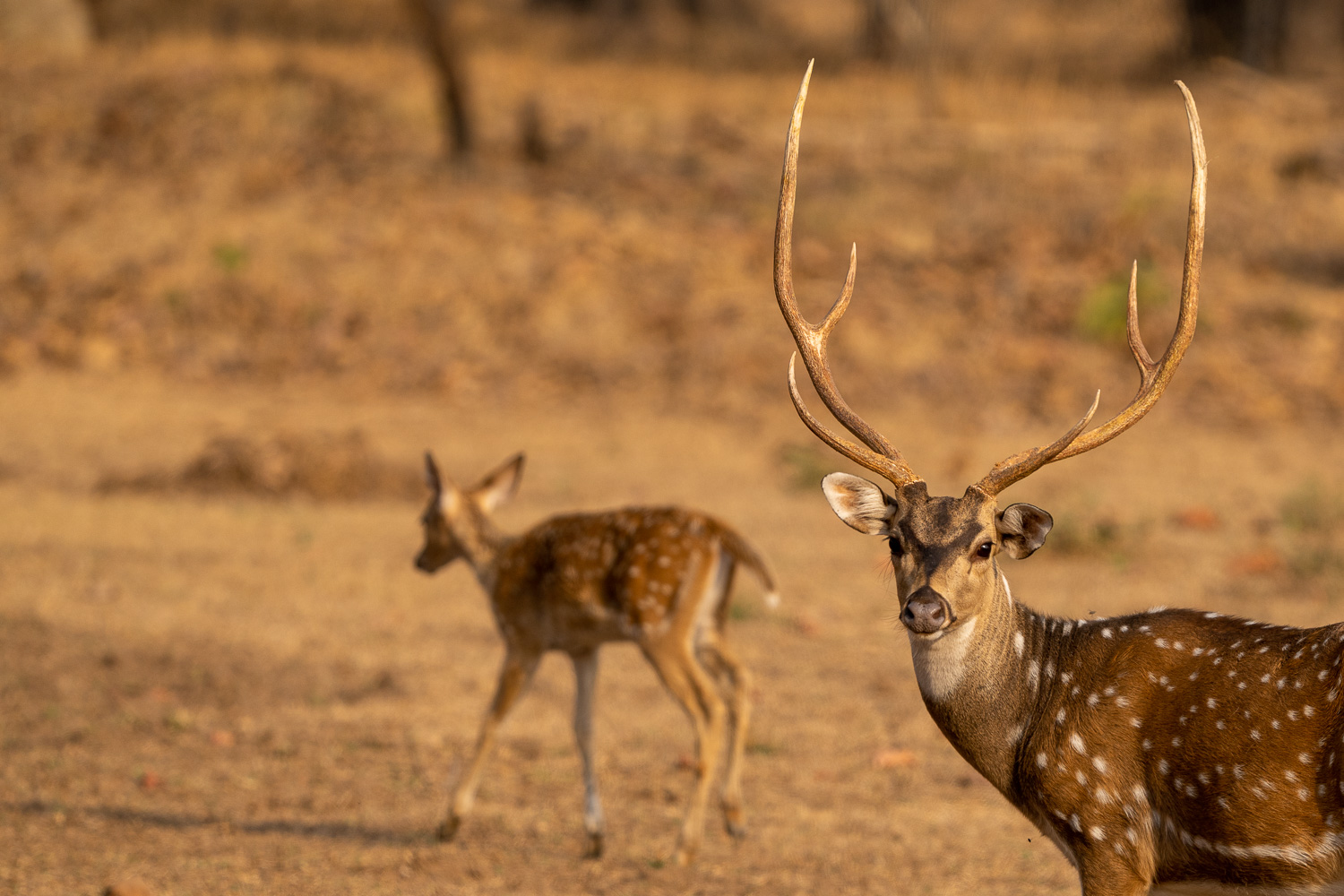 Naturfotografie-Indien-Fotoreise-32