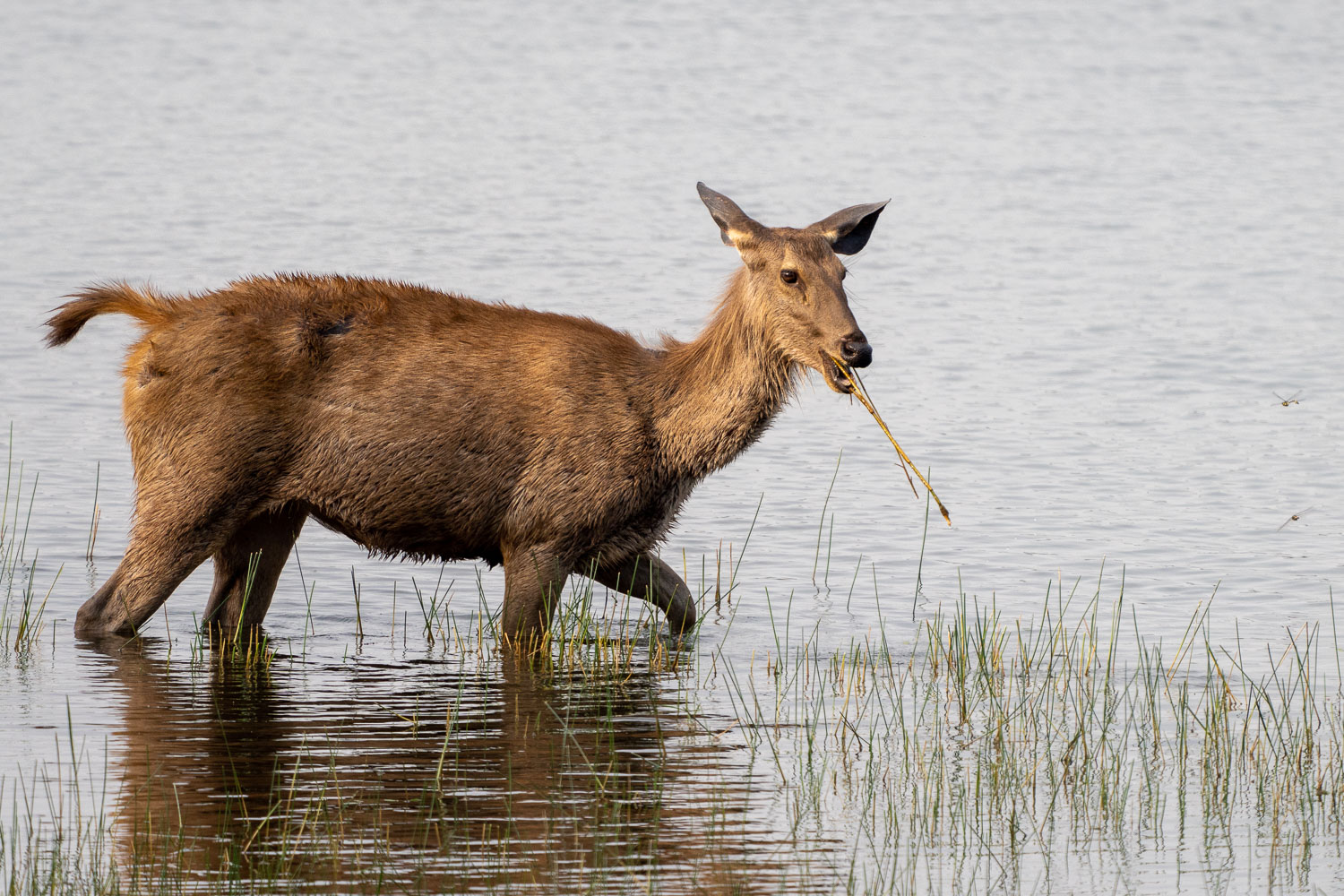 Naturfotografie-Indien-Fotoreise-33