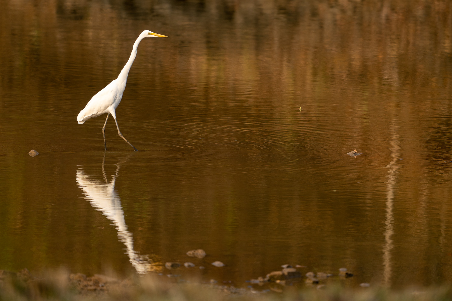 Naturfotografie-Indien-Fotoreise-35