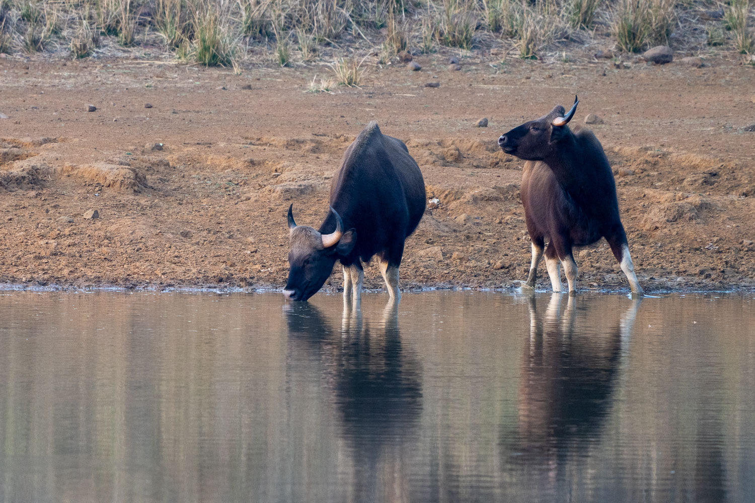 Naturfotografie-Indien-Fotoreise-36