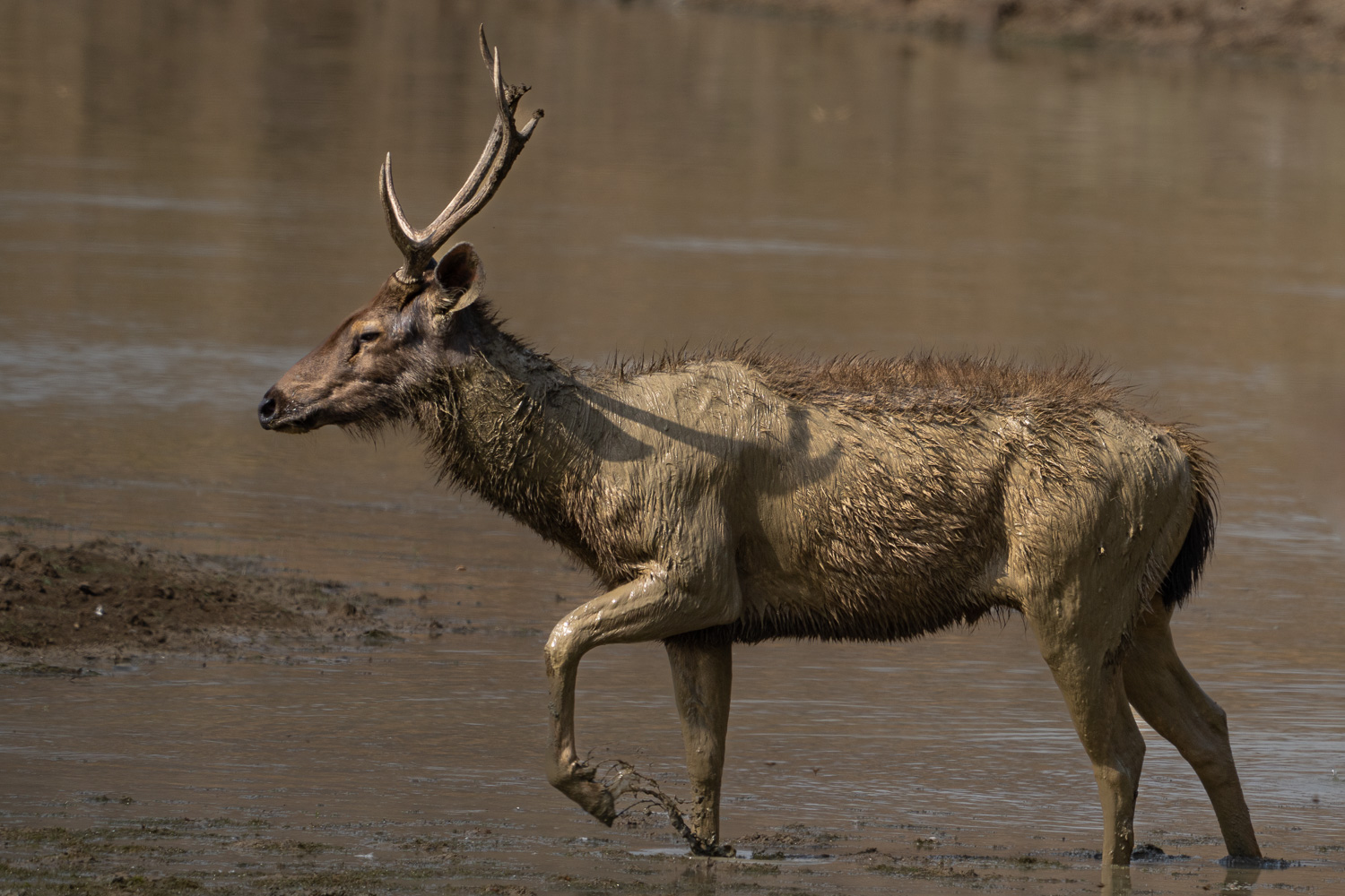 Naturfotografie-Indien-Fotoreise-4