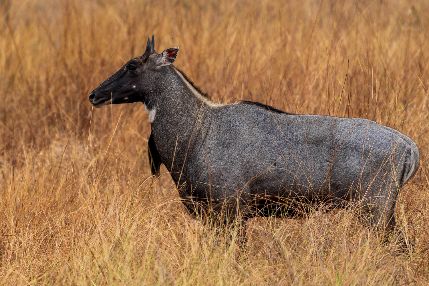 Naturfotografie-Indien-Fotoreise-5