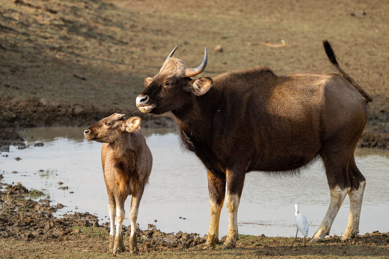 Naturfotografie-Indien-Fotoreise-7