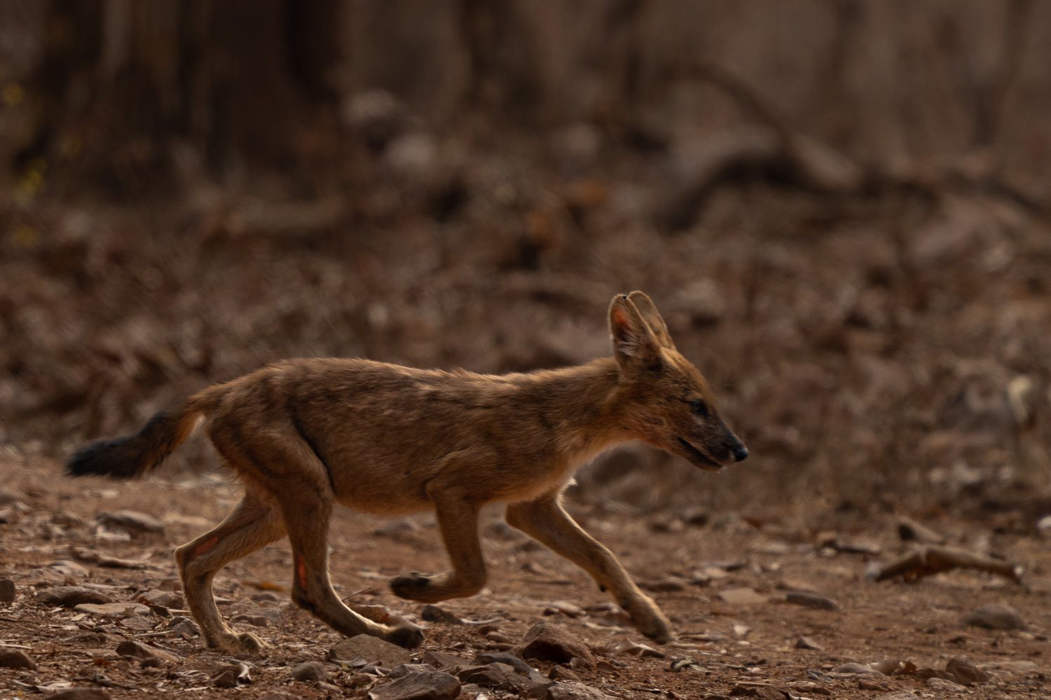 Naturfotografie-Indien-Fotoreise-8