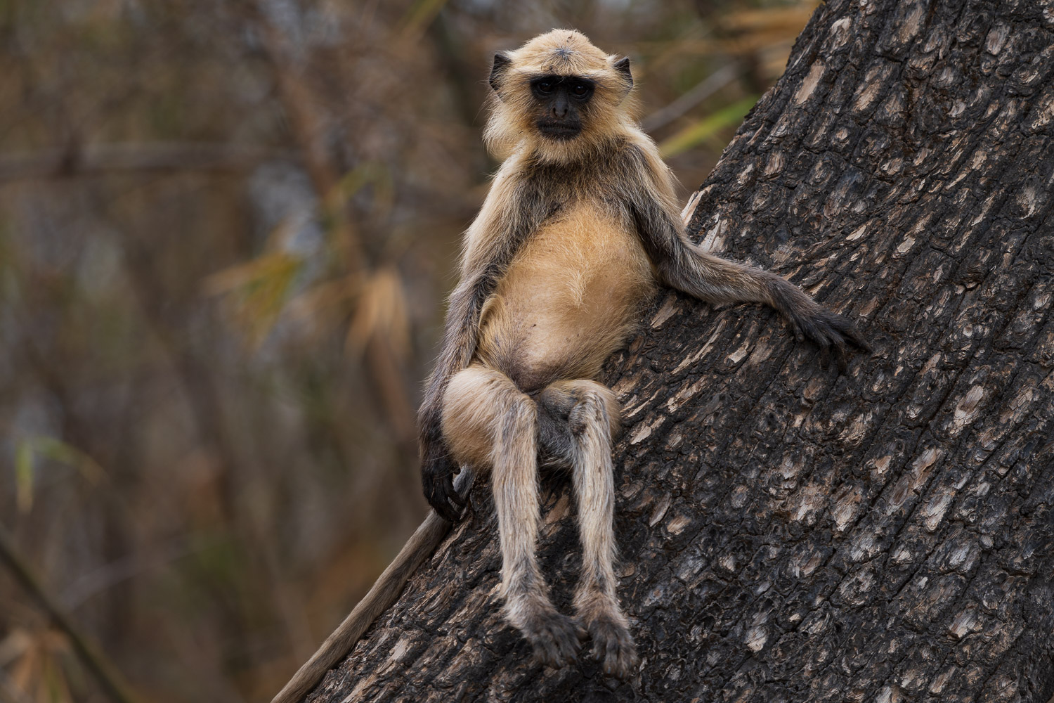Naturfotografie-Indien-Fotoreise-9