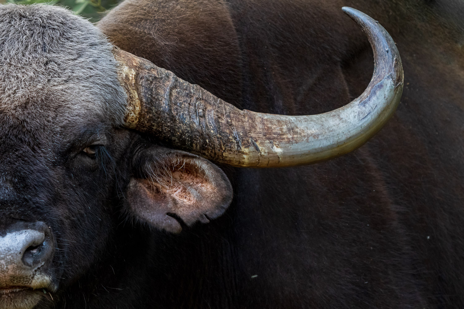 Naturfotografie-Indien-Fotoreise