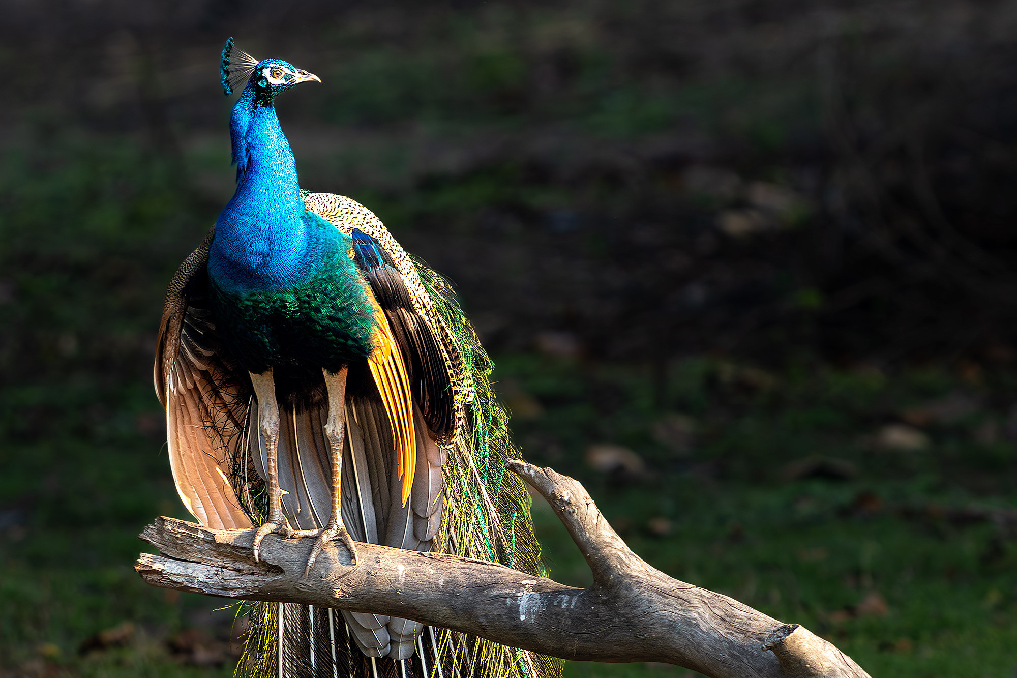 Pfau-Indien-7R506212-Fotoreise-Fotosafari