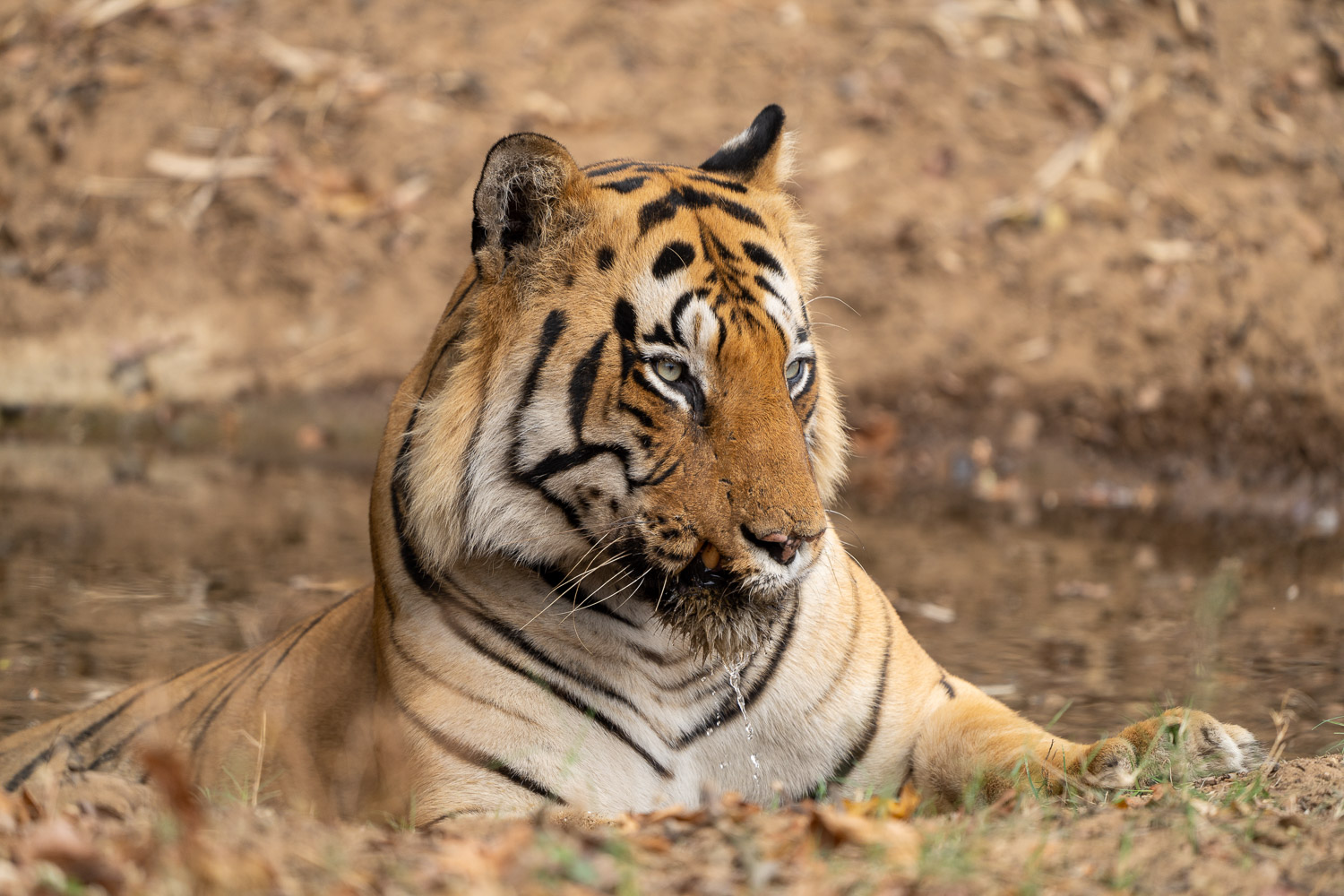 Tadoba-Tiger-Fotoreise-1