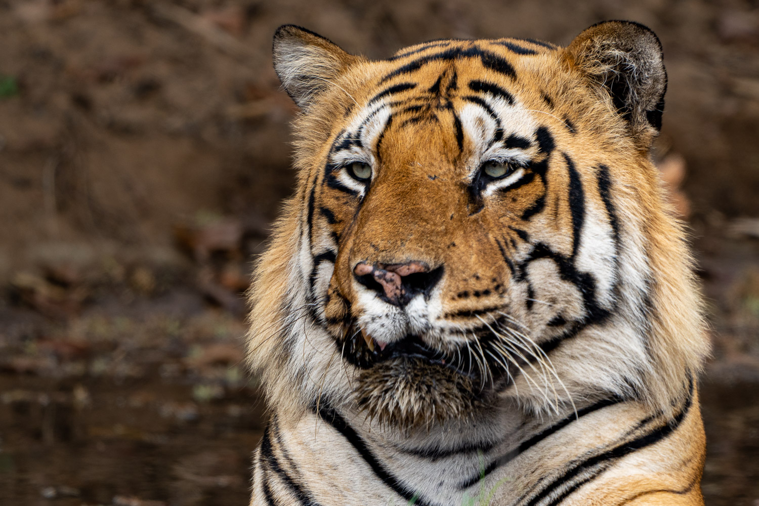 Tadoba-Tiger-Fotoreise-2