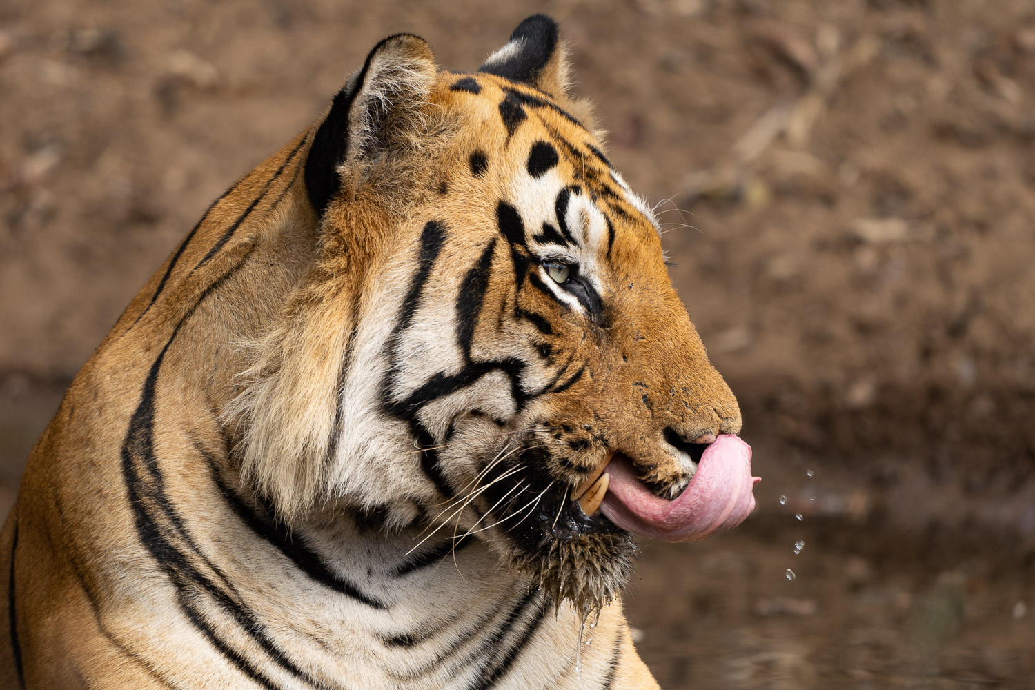 Tadoba-Tiger-Fotoreise-3