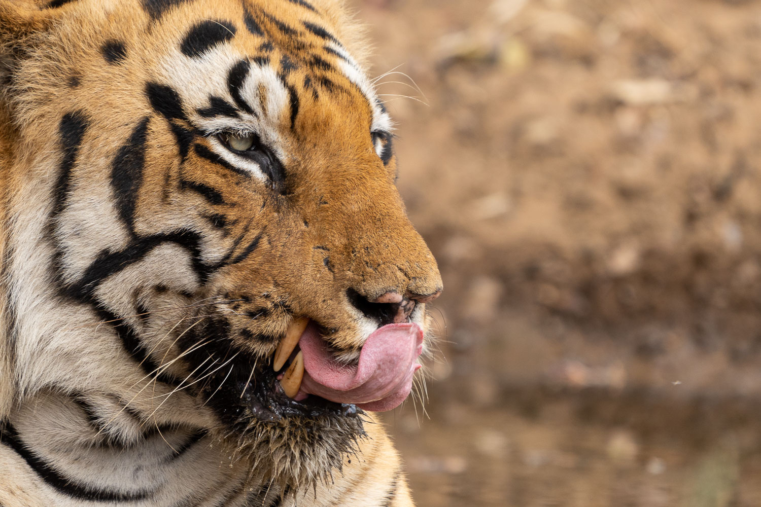 Tadoba-Tiger-Fotoreise-5