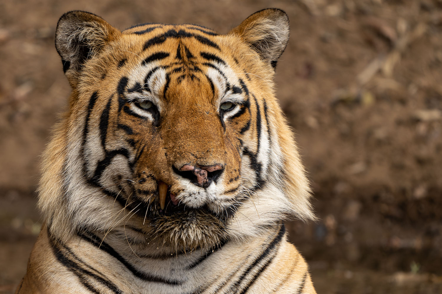 Tadoba-Tiger-Fotoreise-6