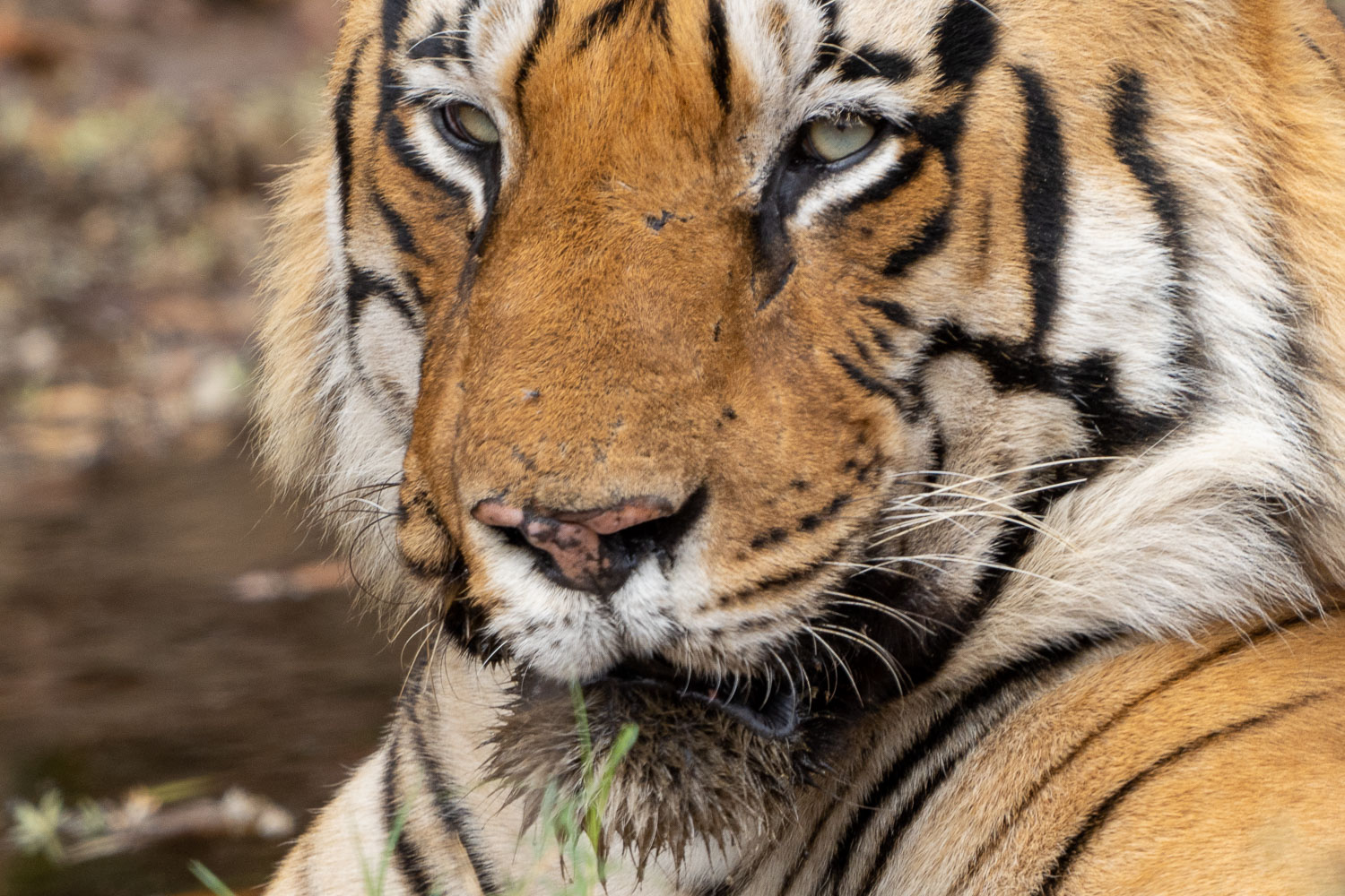 Tadoba-Tiger-Fotoreise-7