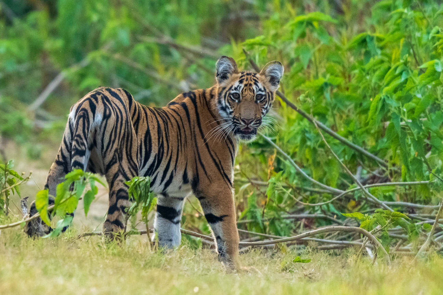 Tierfotografie-Indien-Fotosafari-10