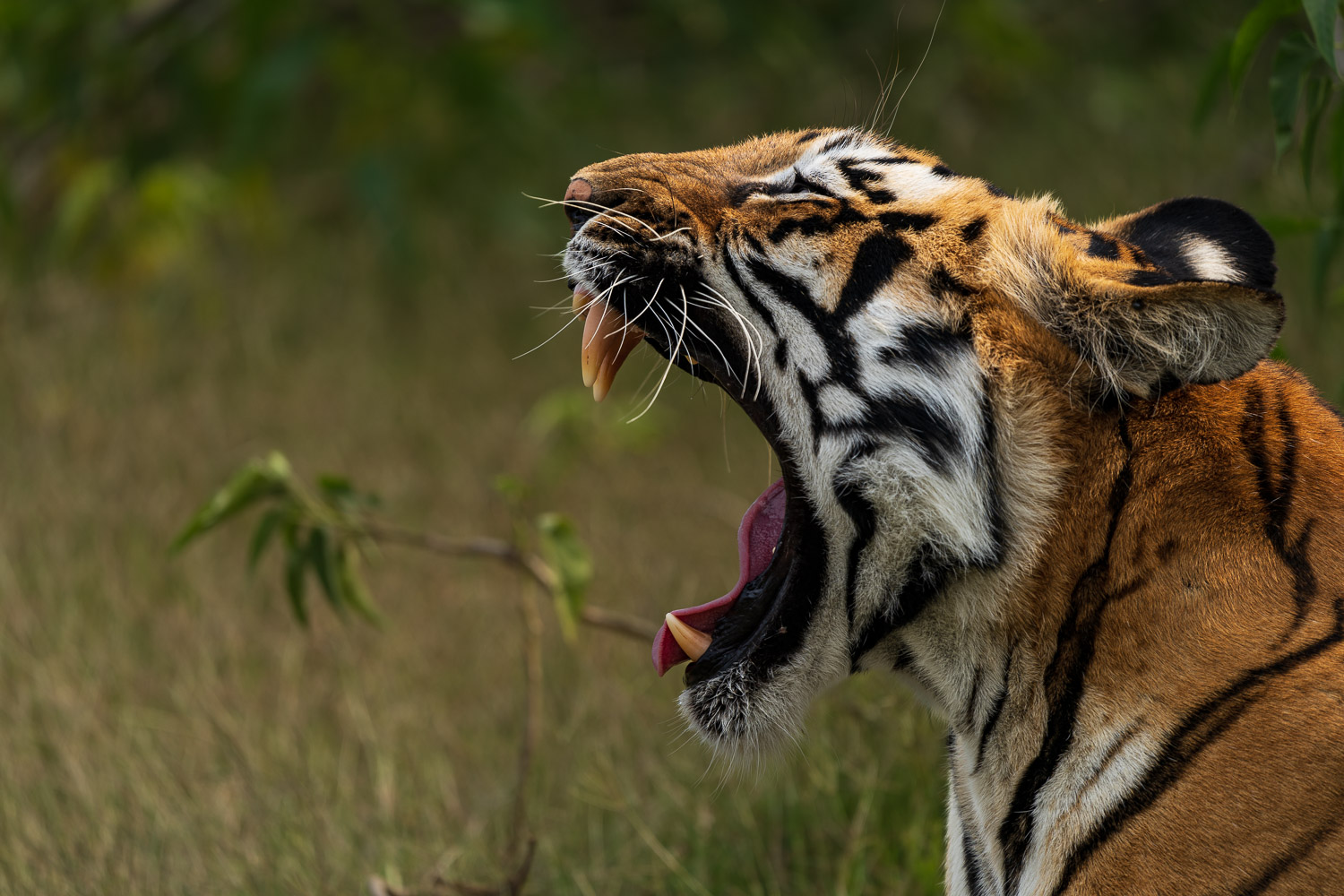 Tierfotografie-Indien-Fotosafari-11