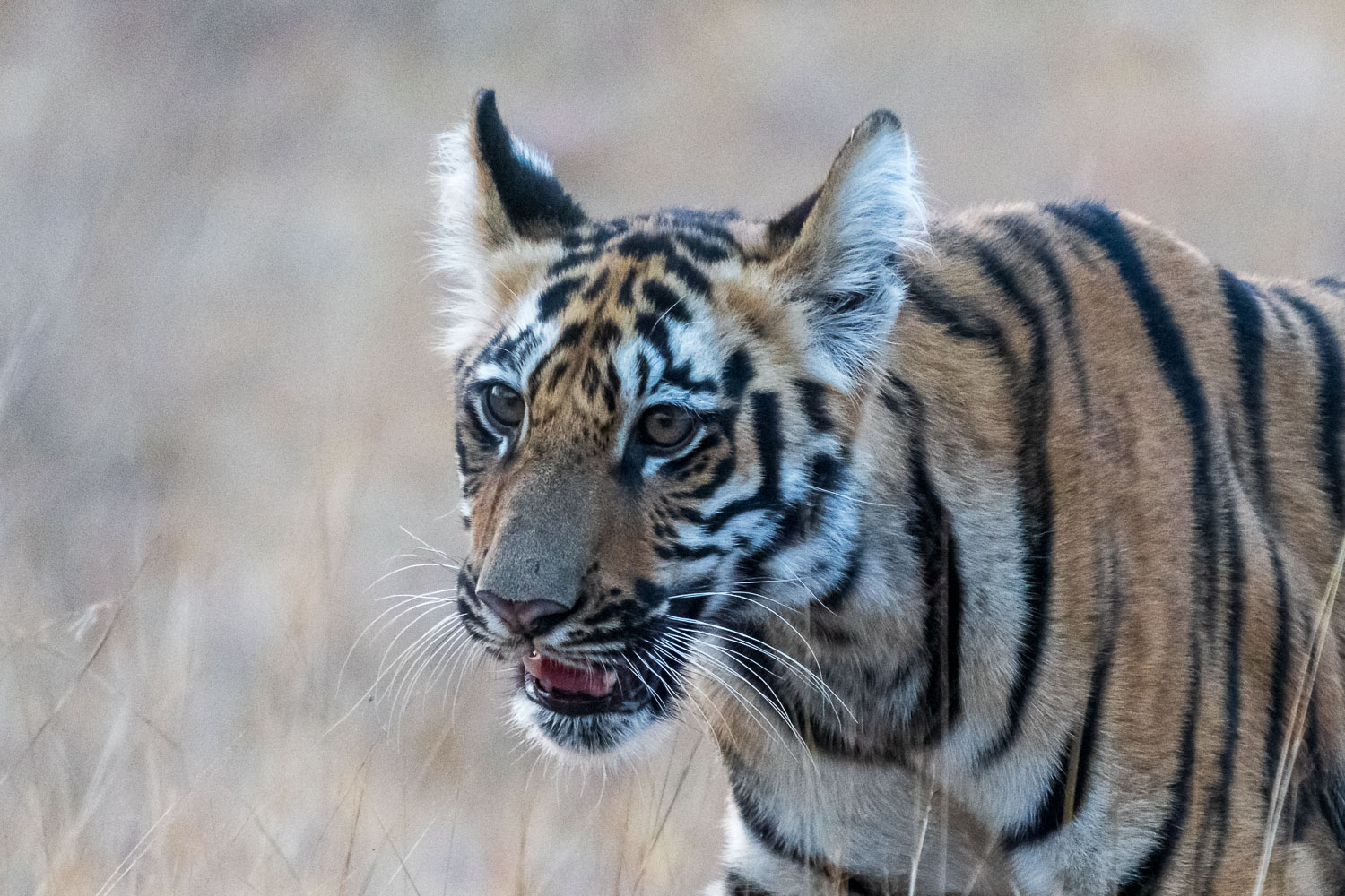 Tierfotografie-Indien-Fotosafari-12