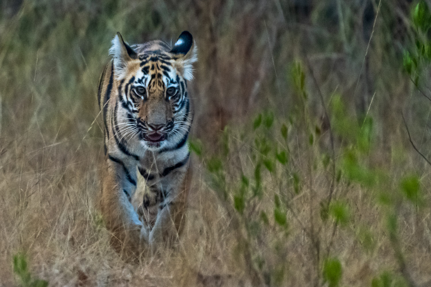Tierfotografie-Indien-Fotosafari-14