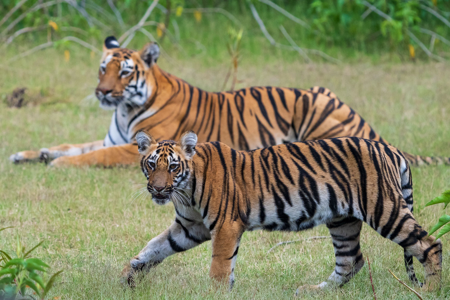 Tierfotografie-Indien-Fotosafari-15