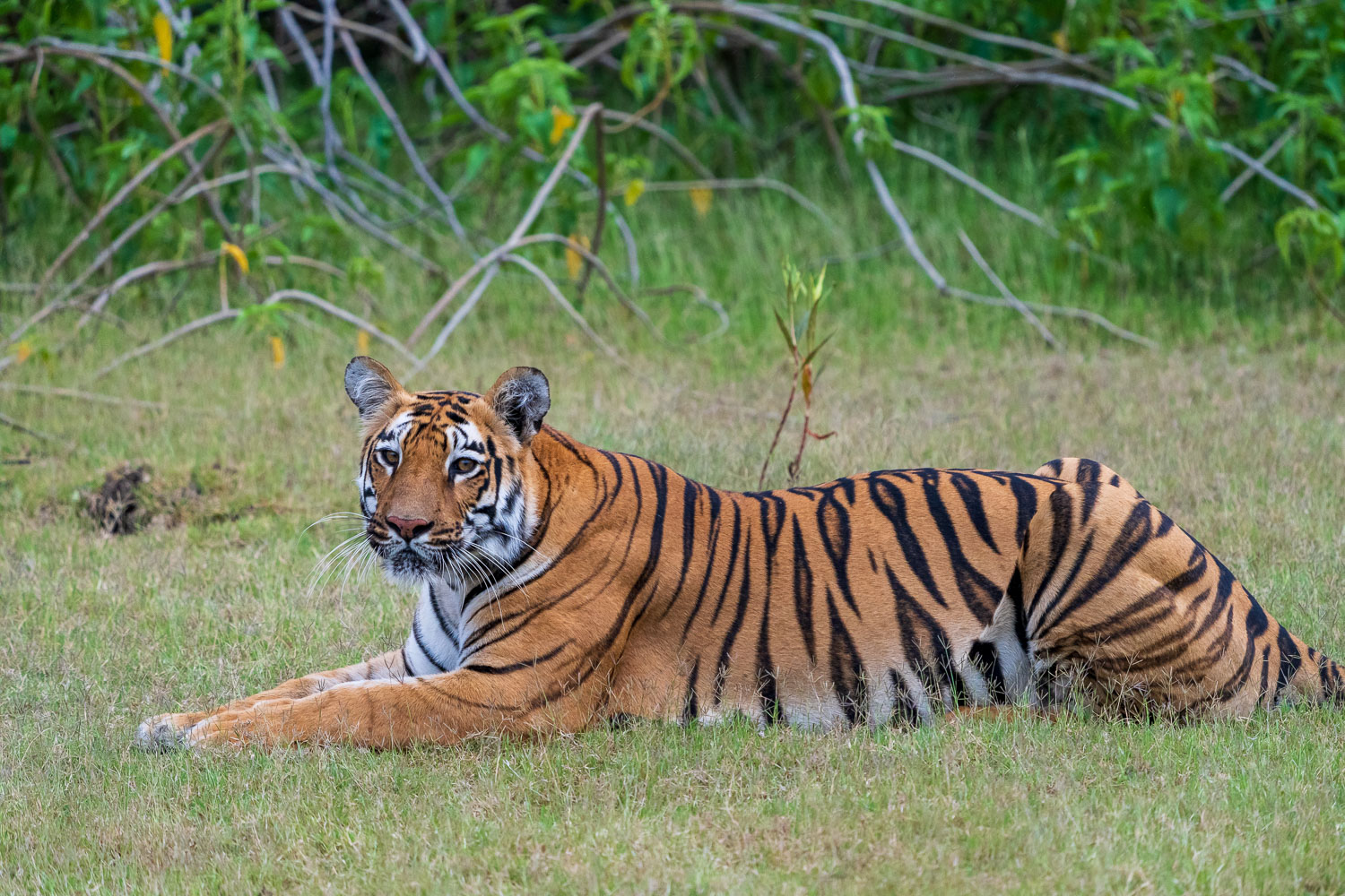 Tierfotografie-Indien-Fotosafari-16