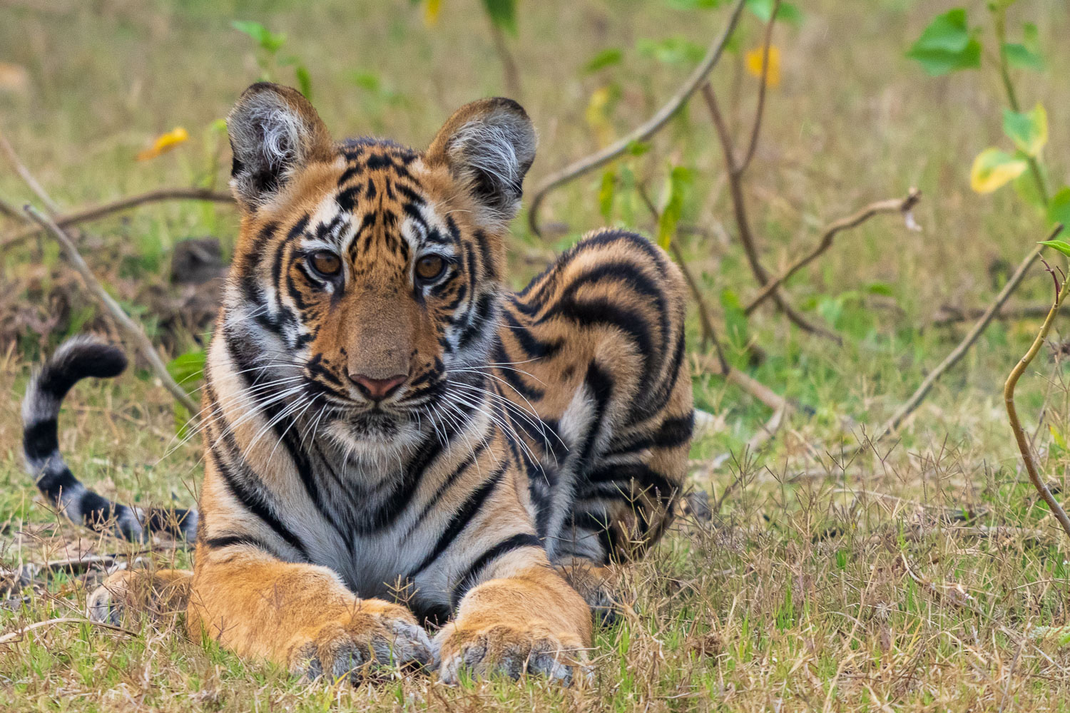Tierfotografie-Indien-Fotosafari-17