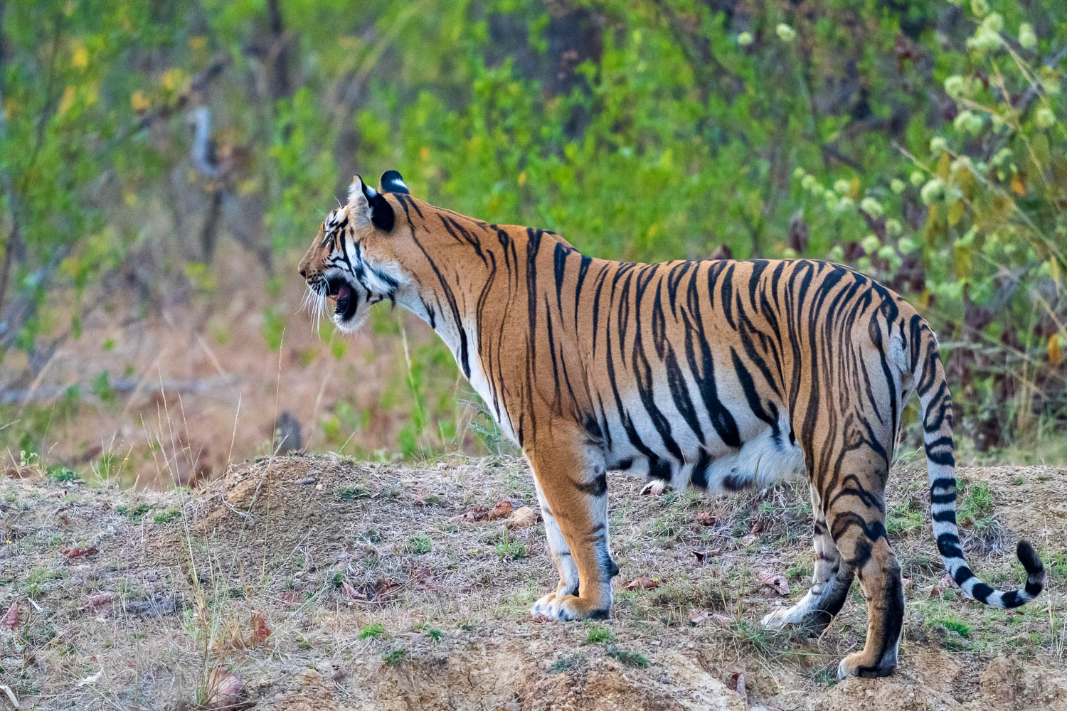 Tierfotografie-Indien-Fotosafari-26