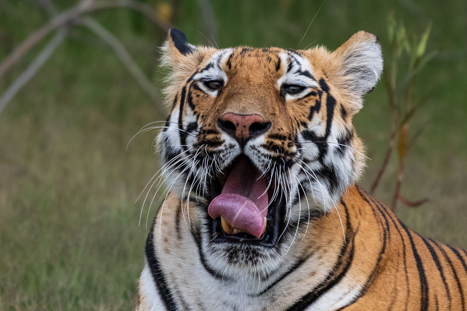 Tierfotografie-Indien-Fotosafari-27