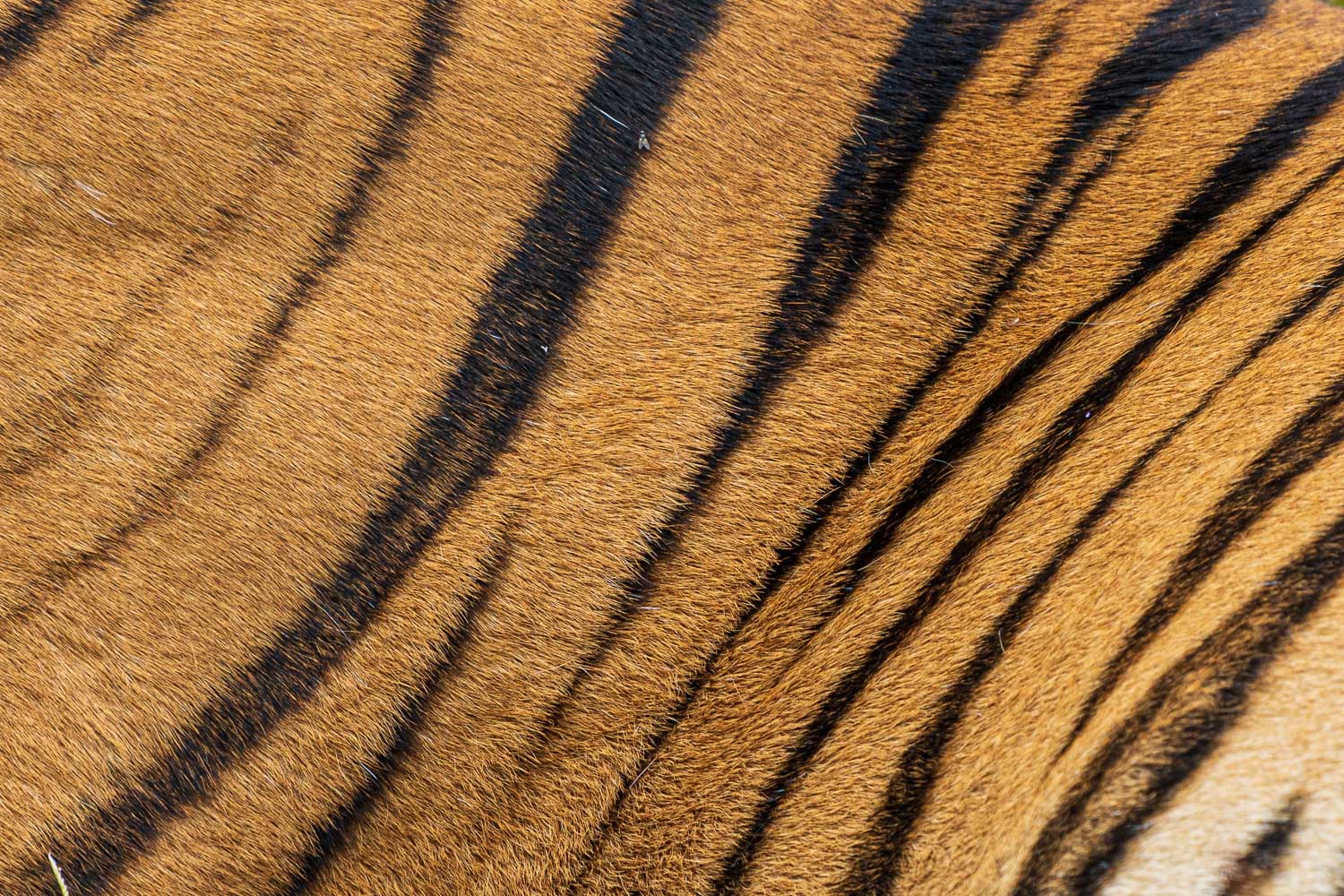 Tierfotografie-Indien-Fotosafari-3